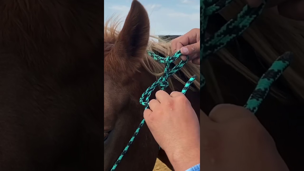 How to tie a rope halter correctly