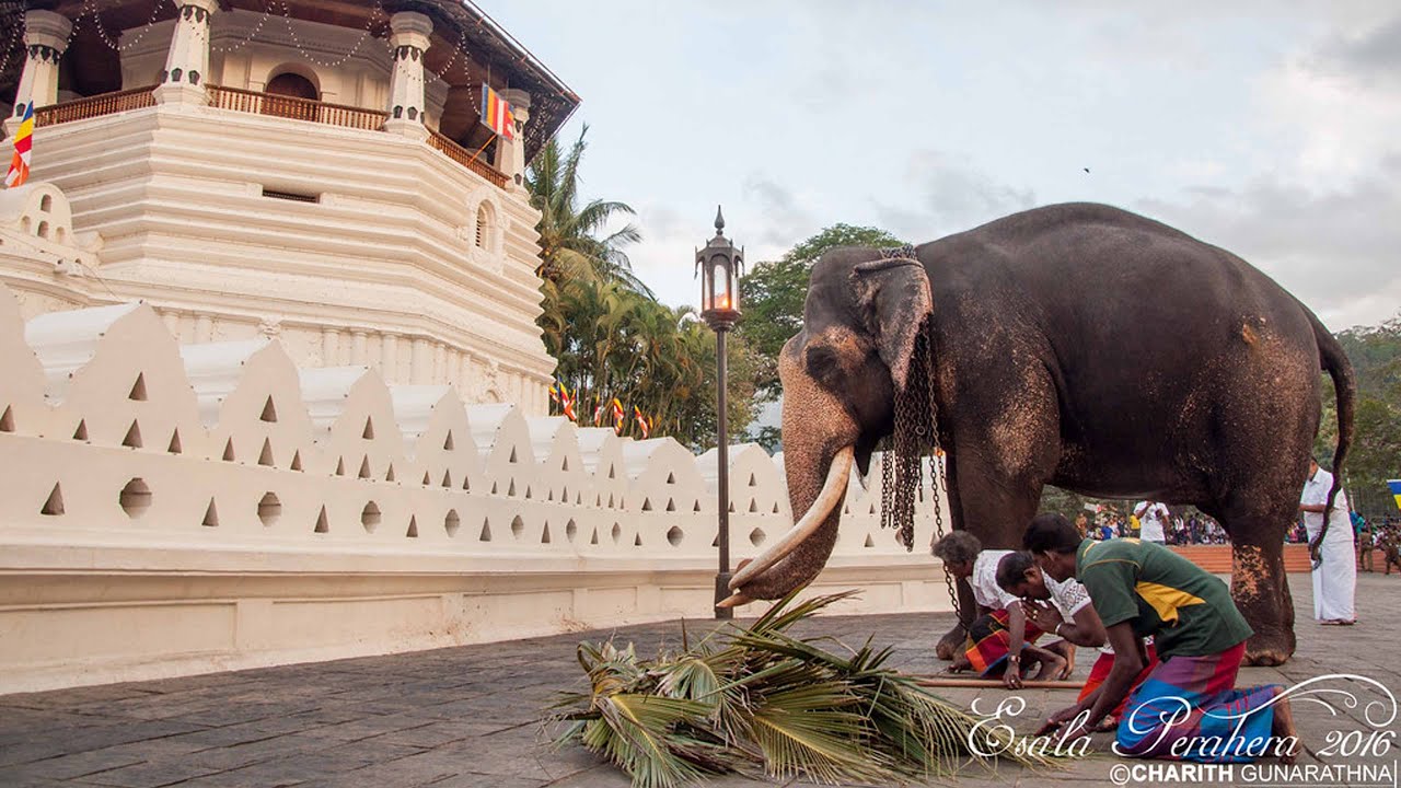 2018 දී නැඳුන්ගමුව රාජා කලු මාමා එක්ක පෙරහැරේ දළඳා කරඬුව වඩම්මන්නට වැඩම කිරීම