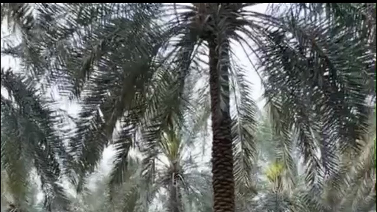 للبيع مزرعة الاحساء قرية السحيمية مساحة 5850متر تواصل معنا 0501909979 عقاري الاحساء بومحمد