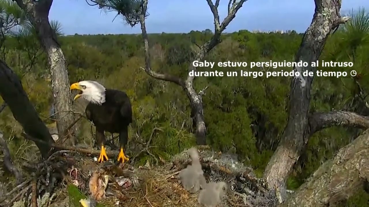Peligro en nido de Águila calva-Bald Eagle Nest Danger (Samson y Gabrielle)