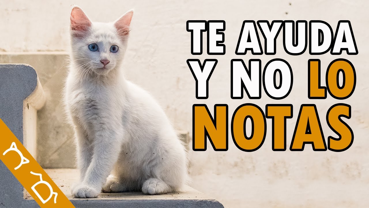 10 Formas En Que Tu Gato Te Ayuda Y NO TE DAS CUENTA | Beneficios De Tener Un Gato En Casa