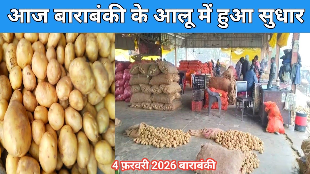 आज बाराबंकी के आलू में हुआ सुधार 4 फरवरी 2026 💯 Aaj ka aalu ka bhav 🥔 Shafeeq Barabanki 