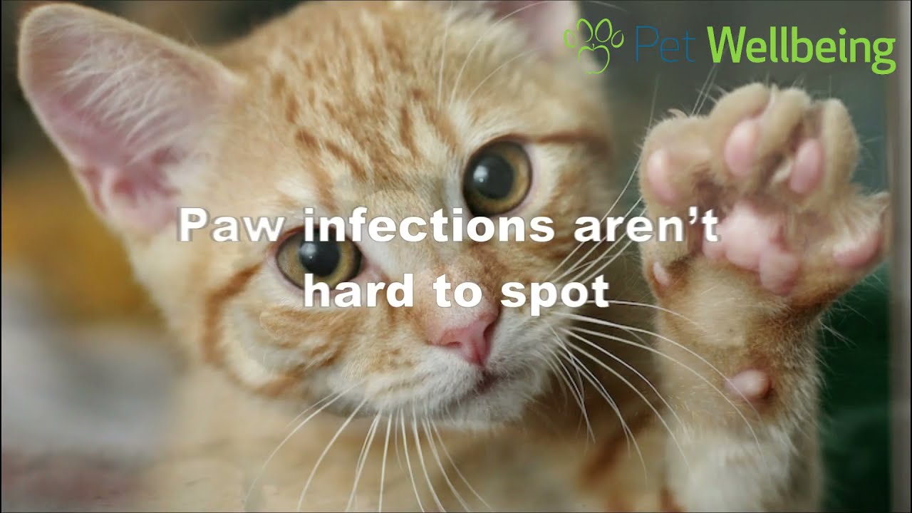 These Changes To Your Cat's Paw Might Indicate a Serious Infection