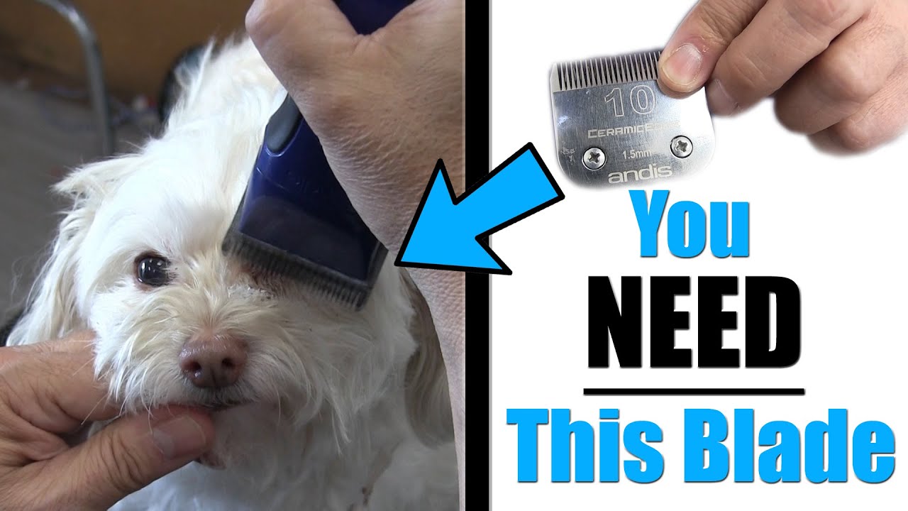 The BEST Blade For Grooming Your Pet