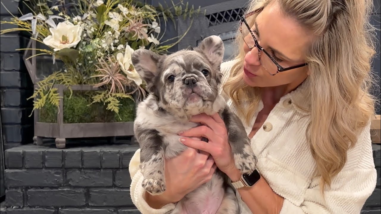 Fluffy frenchies 