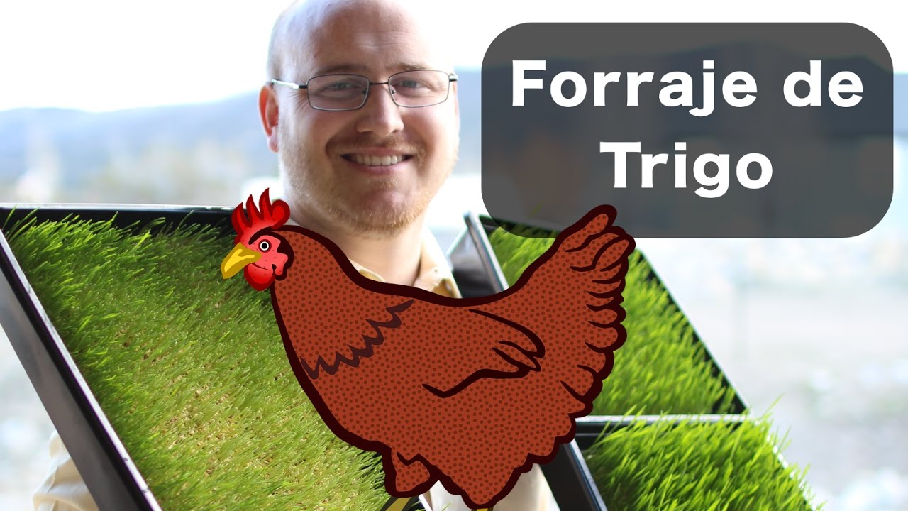Como Crecer Pasto de Trigo Para Las Gallinas