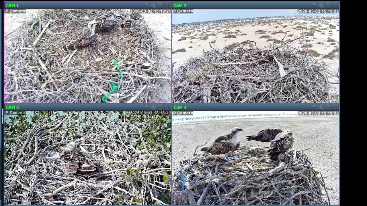 Osprey Nests Live again ! New Breeding Season