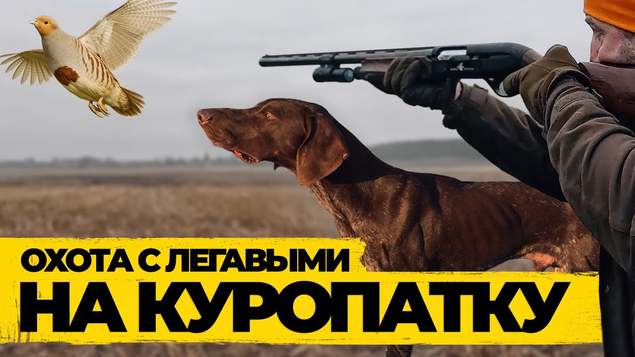 Охотимся на куропатку с легавыми