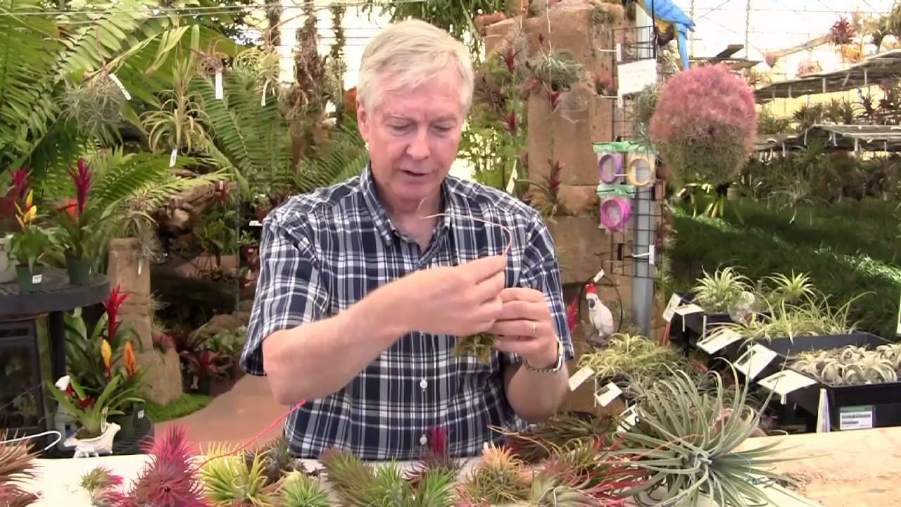 Paul Isley - Rainforest Flora, Inc. - Tillandsia Ionantha 2 : More Varieties