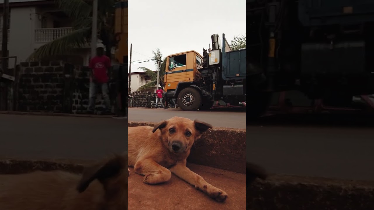 Stray dog is waiting for a kind soul to adopt him #dog #shorts #short