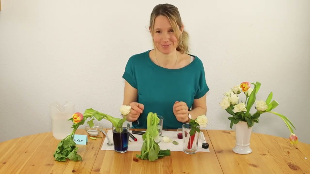 Forsche mit uns! Wie Blumen Wasser aufnehmen -  ein Experiment mit Tinten