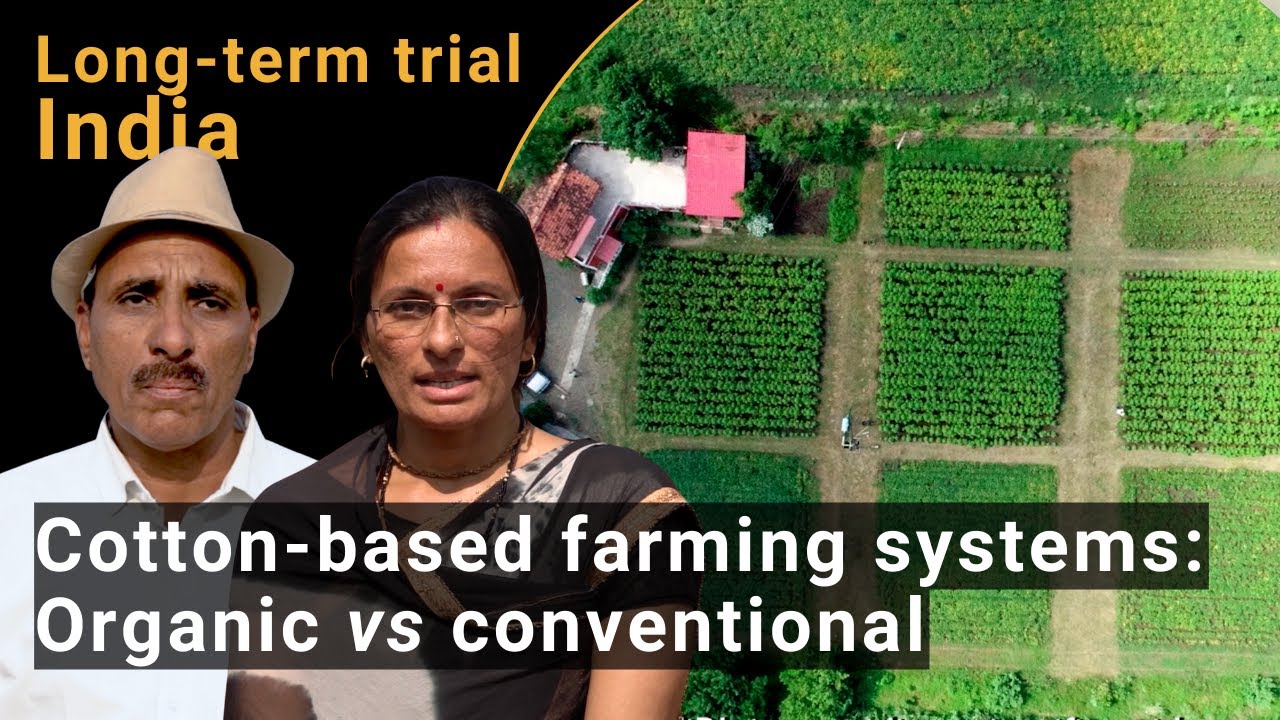 Comparison of cotton-based organic & conventional farming systems in India (SysCom long-term trial)
