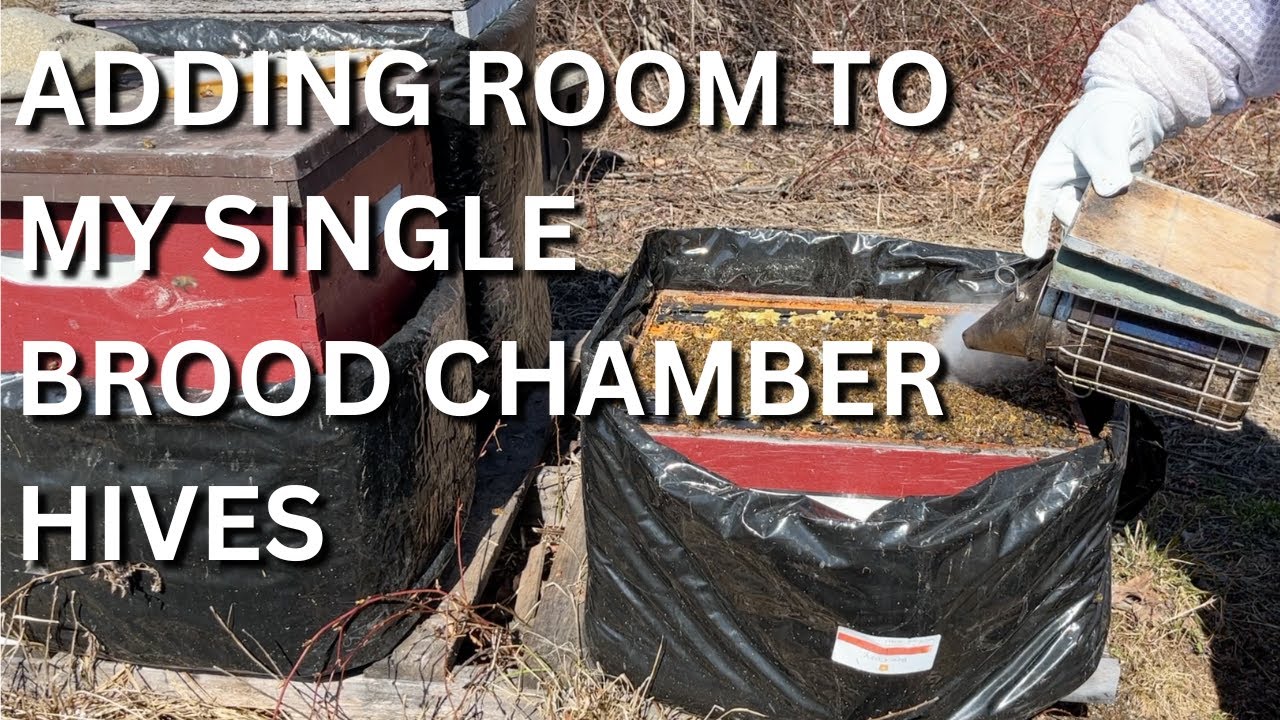 Adding room to my single brood chamber hives