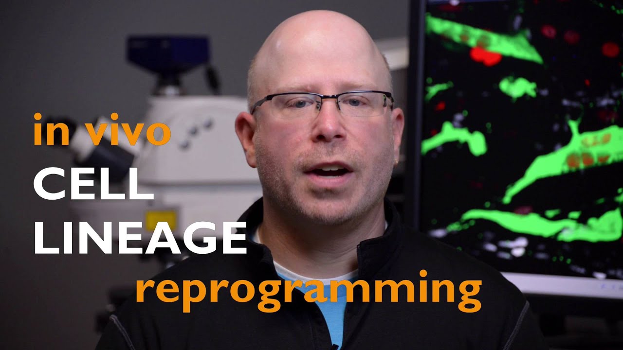In Vivo Cell Lineage Reprogramming