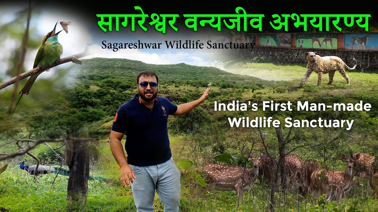 Sagareshwar Wildlife Sanctuary | India's First Man Made Wildlife Sanctuary Sangli Maharashtra | Deer