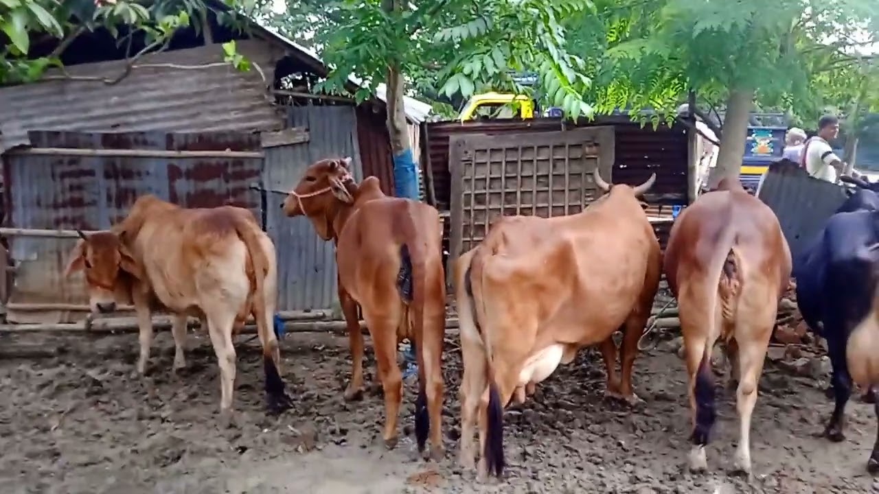 সোনাই চনডি হাট  গাভ গরু