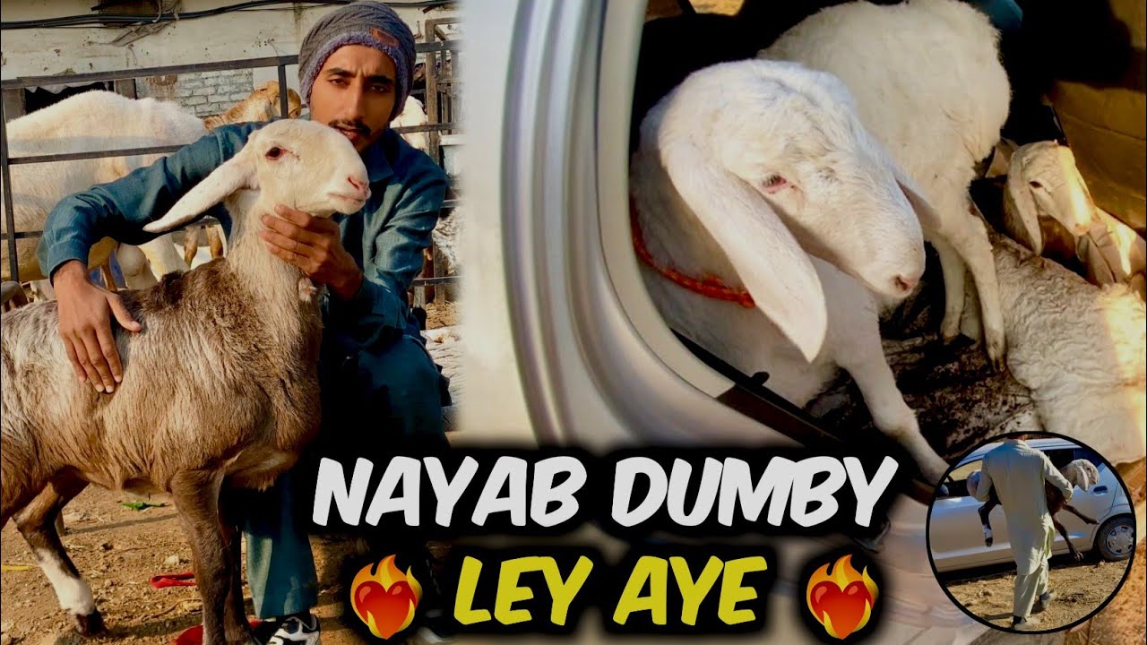 Aj Talagang se Bhoot Nayab or keemti Dumby Ley kr Aye 🔥 