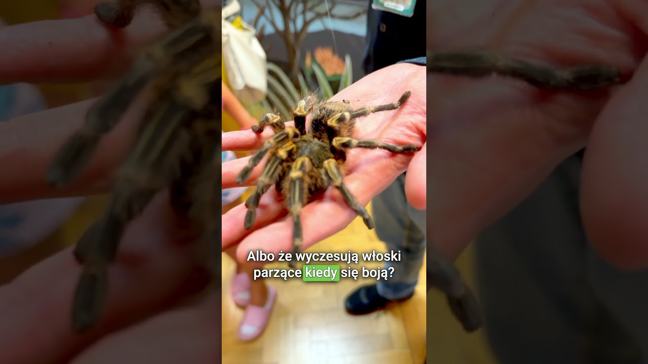 🕷️ Wystawa Pająk&oacute;w w Warszawie 🕷️