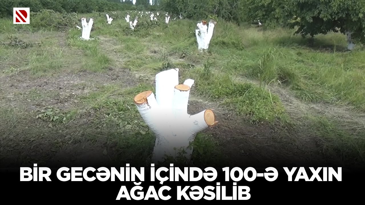 Bir gecənin içində 100-ə yaxın ağac kəsilib