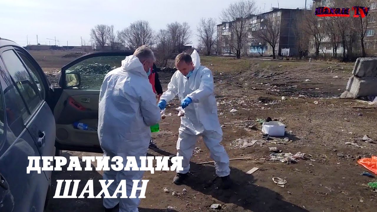 Дератизация п.Шахан