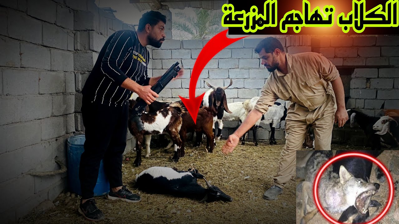الكلاب السائبه تهجم على المزرعة🐕وتقتل الماعز😱