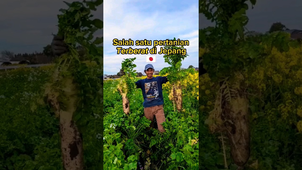 pertanian terberat dijepang #pertanian #agriculture #jepang #pertanianmodern #petanimuda #petani