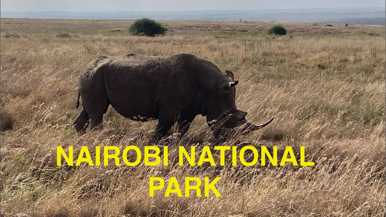 Safari at Nairobi National Park- we find 8 Rhinos !  