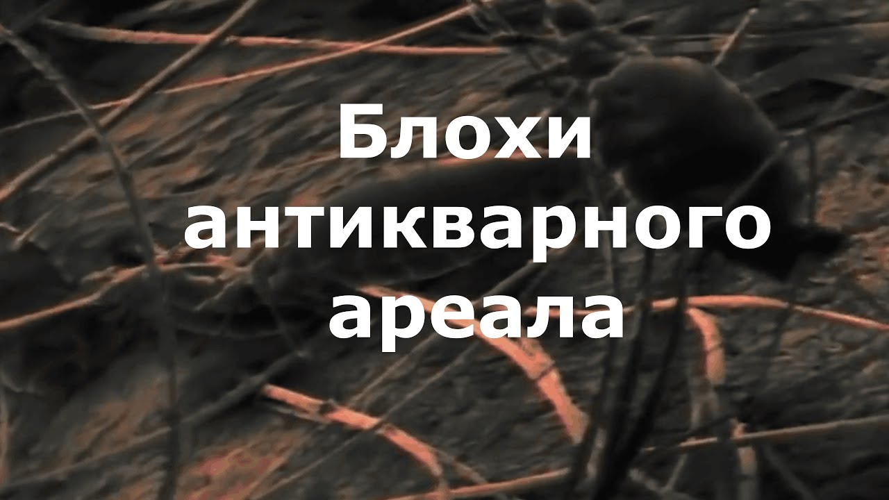 Фальшивый антиквариат. 1 серия.Блохи антикварного ареала.