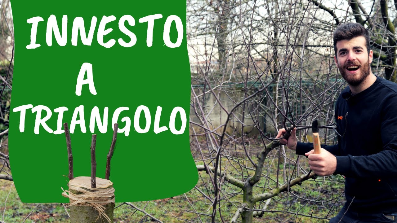 INNESTO a TRIANGOLO: come e quando innestare con questa tecnica