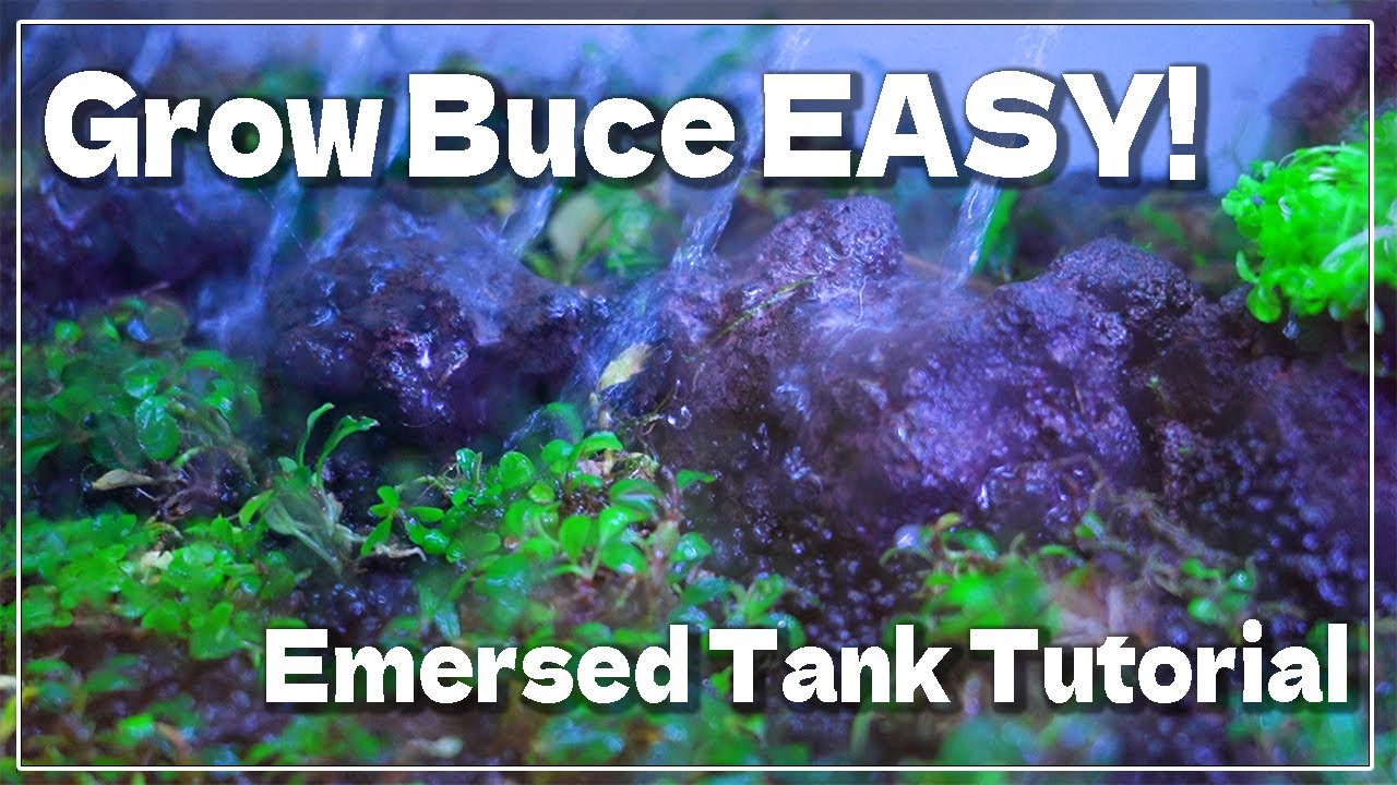 Aquarium How to grow Bucephalandra Emersed Tank Easy setup & maintenance methods