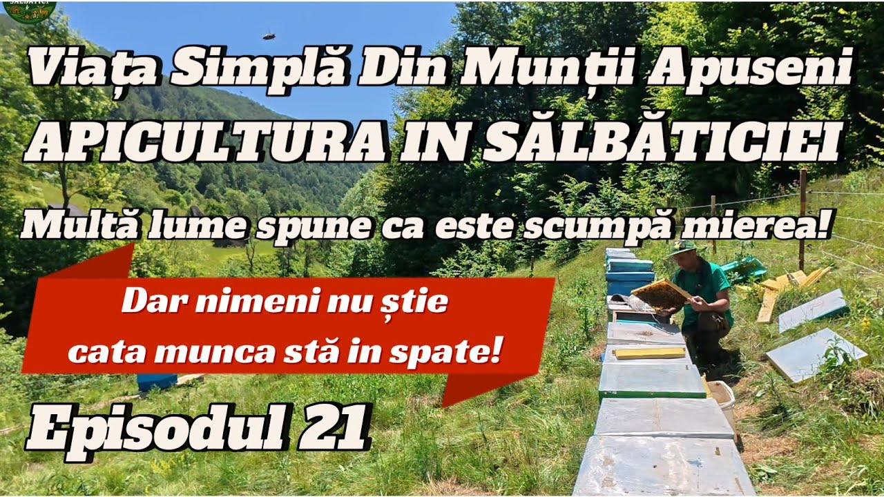 Viața în Munții Apuseni – Apicultura Montană | Ep 21