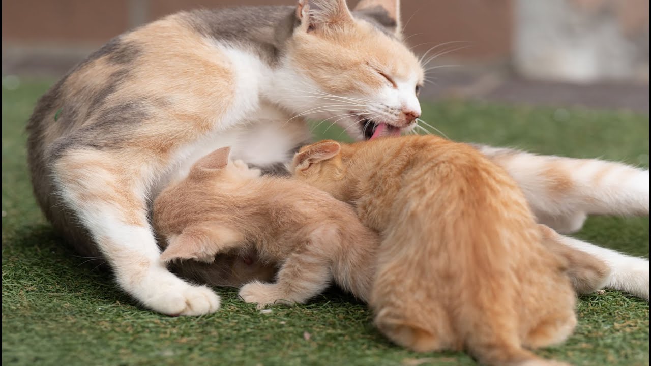 Adorable Kittens Frolicking with Friends: Lambs, Piglets, Goats, Parrots – Sweet Cat Sounds