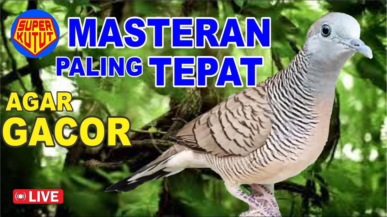 suara burung Perkutut LOKAL gacor, suara mengundang bunyi