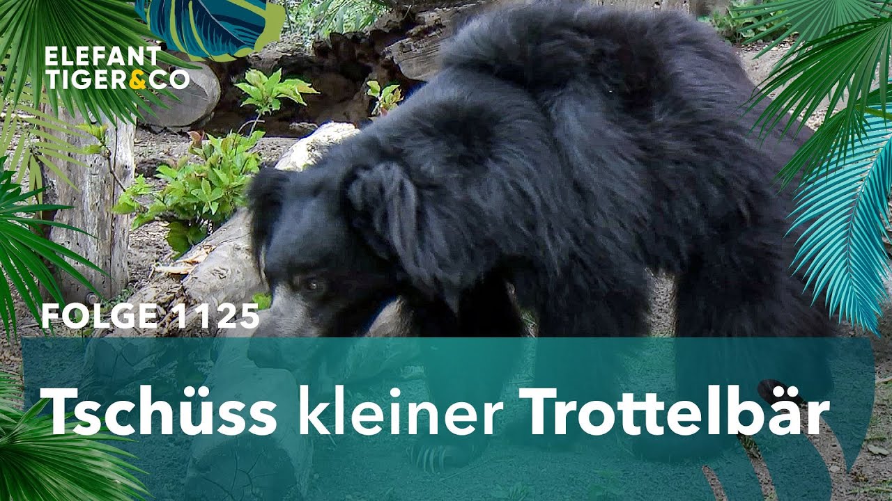 Schwerer Abschied von Lippenbär Randhir (Folge 1125) | Elefant, Tiger & Co. | MDR