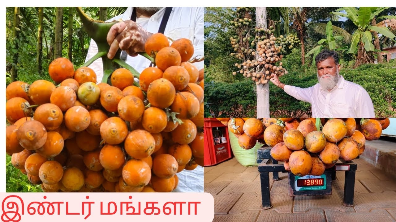 இண்டர் மங்களா பாக்கு| பாக்கு சாகுபடி -5 | Inter Mangala Arecanut |