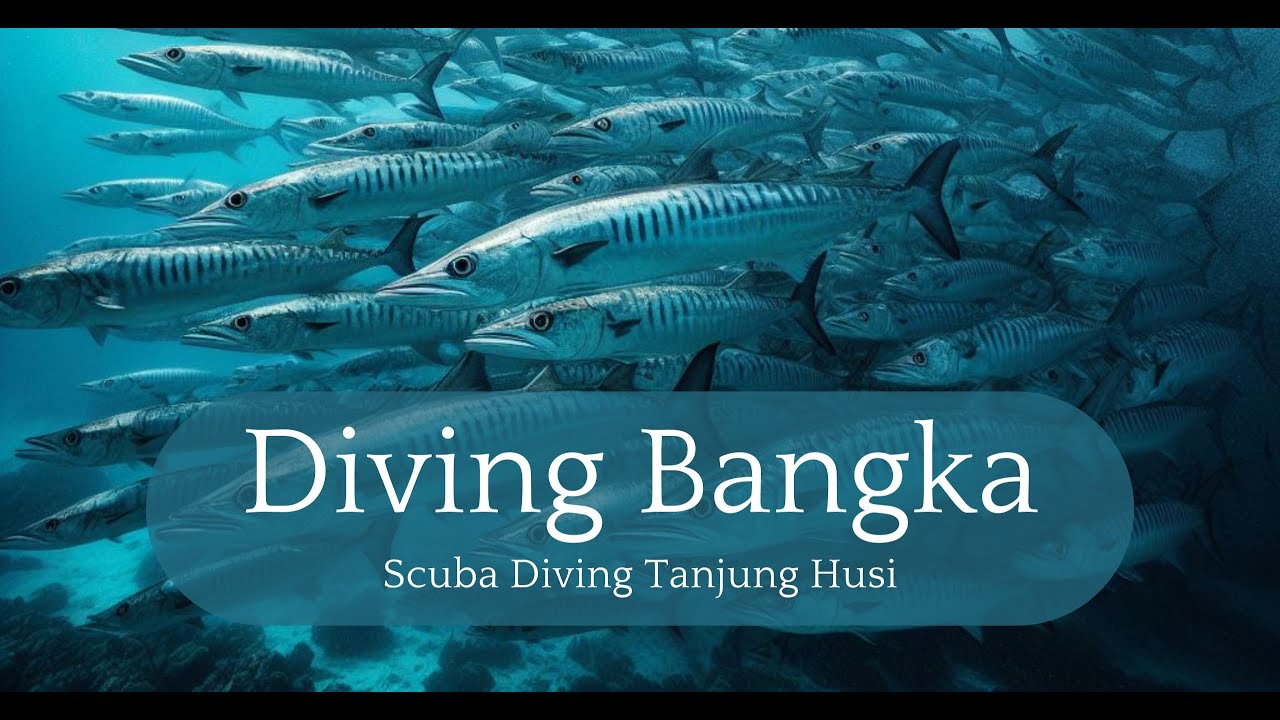 Diving Tanjung Husi: Discover Bangka Island & North Sulawesi’s Underwater Wonders #scubadiving