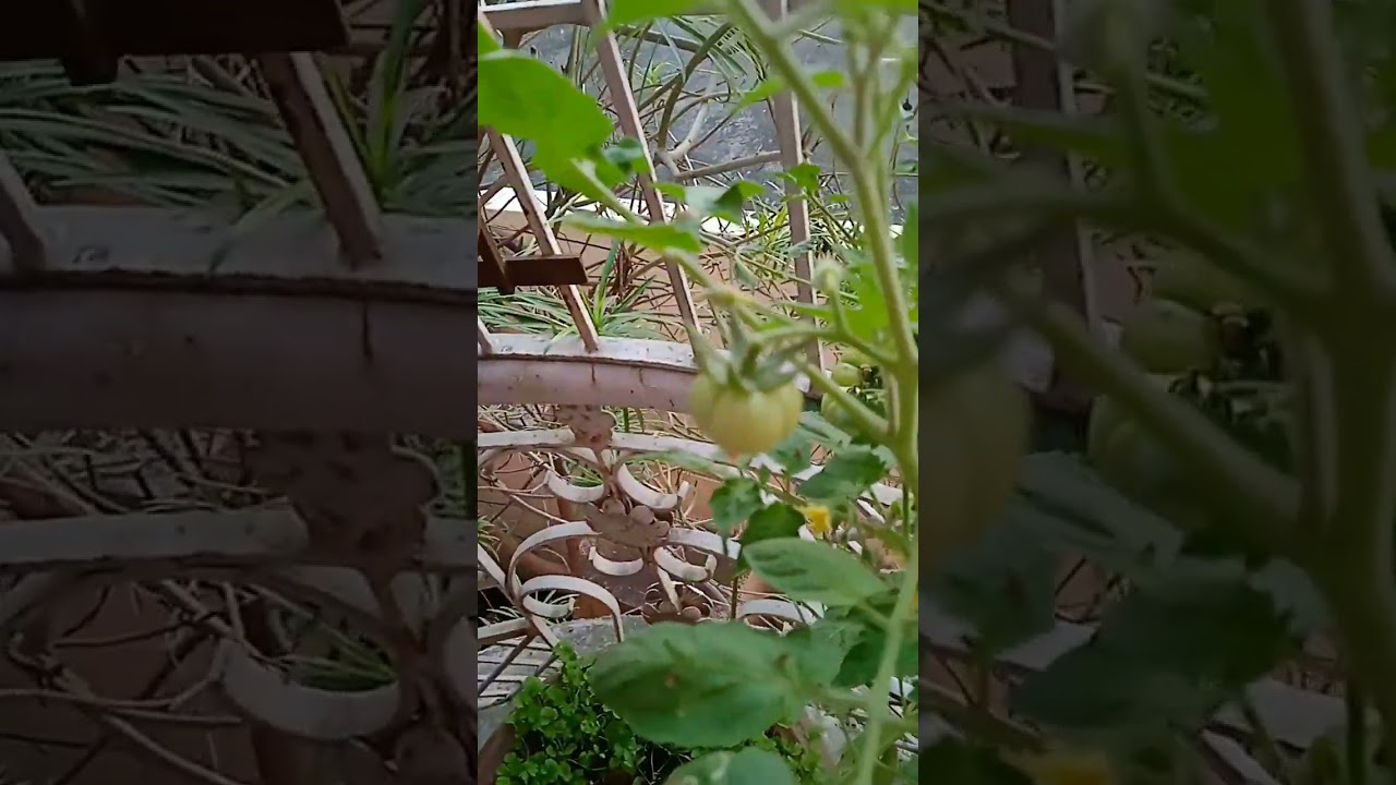 lots of tomatoes are growing at balconi garden 