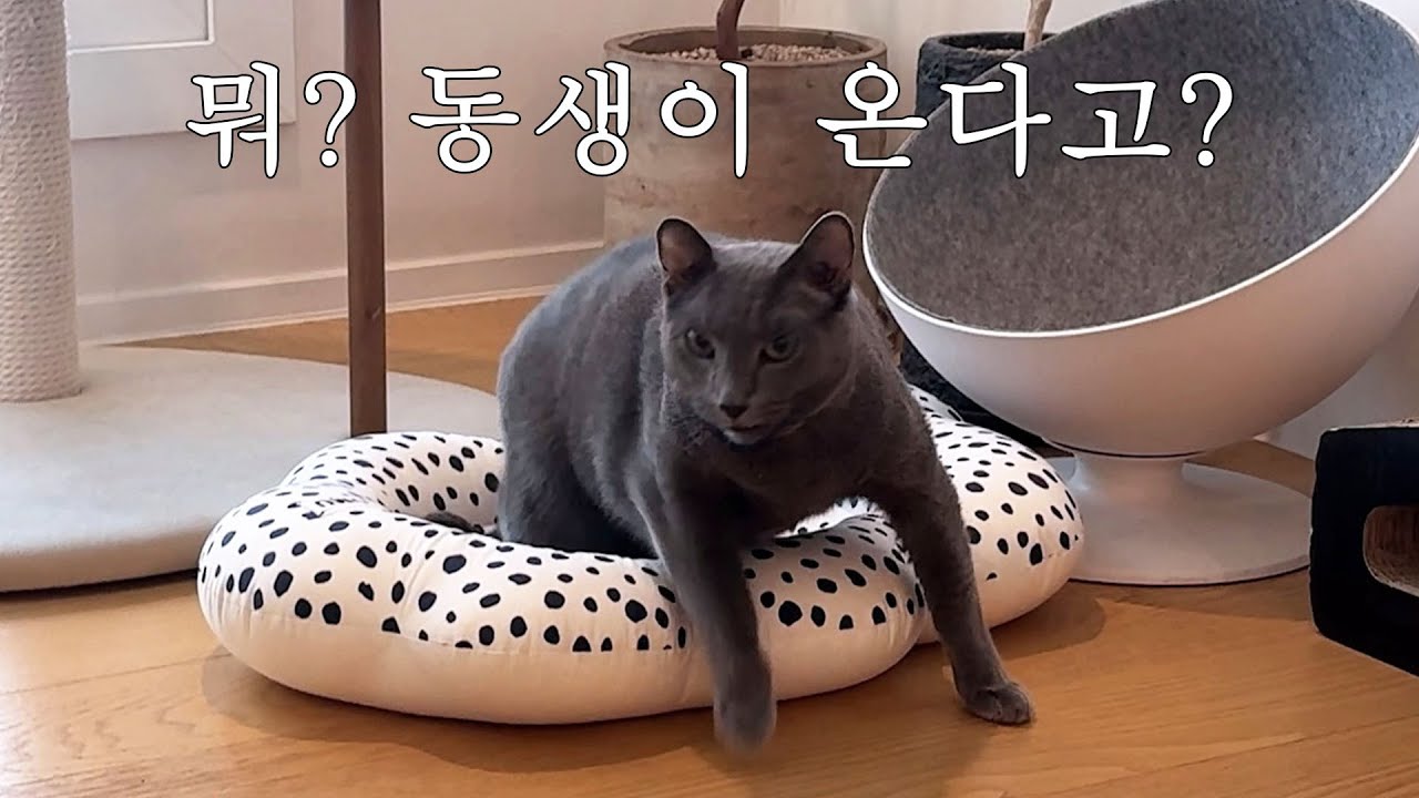 새로운 가족이 생겨요