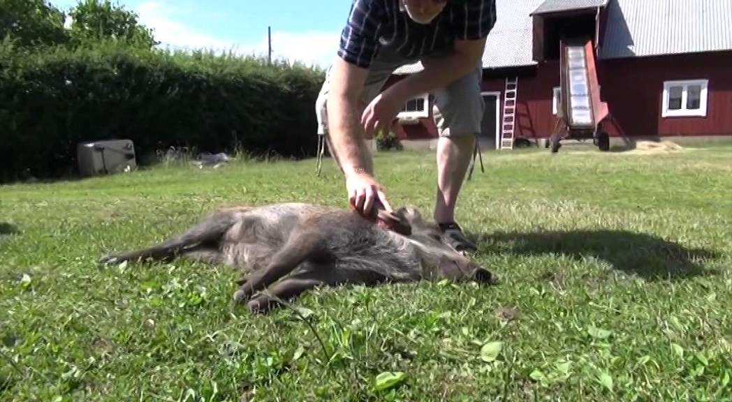 M&ouml;t det tama vildsvinet Bufflan