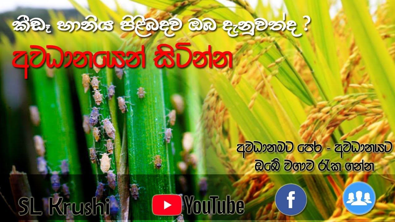 කුඹුරෙ කීඩෑවො ඉන්නවද? මෙන්න විසදුම [ BPH damage & Control method ]