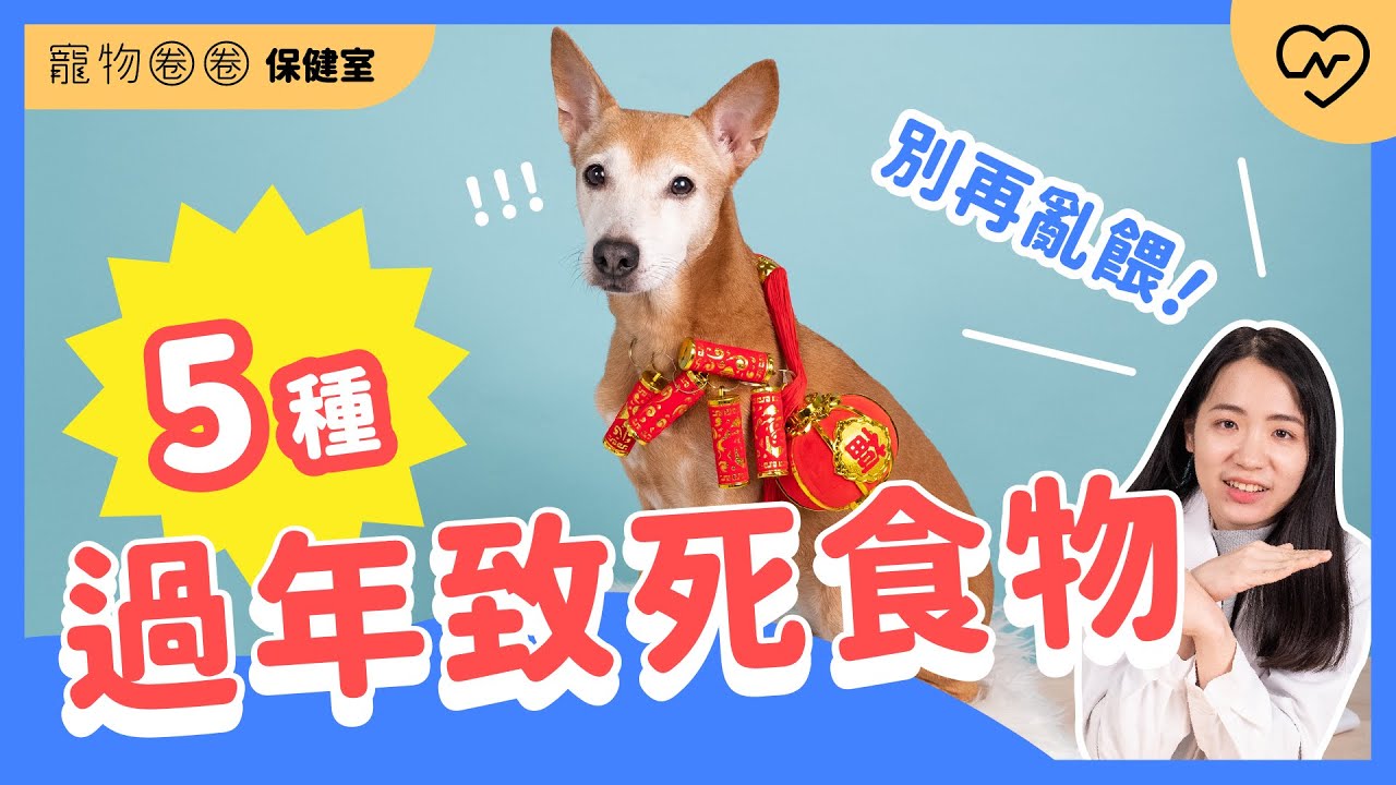 【貓狗過年食物陷阱】長輩注意！過年不要讓毛孩吃到這5種食物，小心急性胰臟炎致死！｜寵物圈圈保健室Ep.15 妞新聞