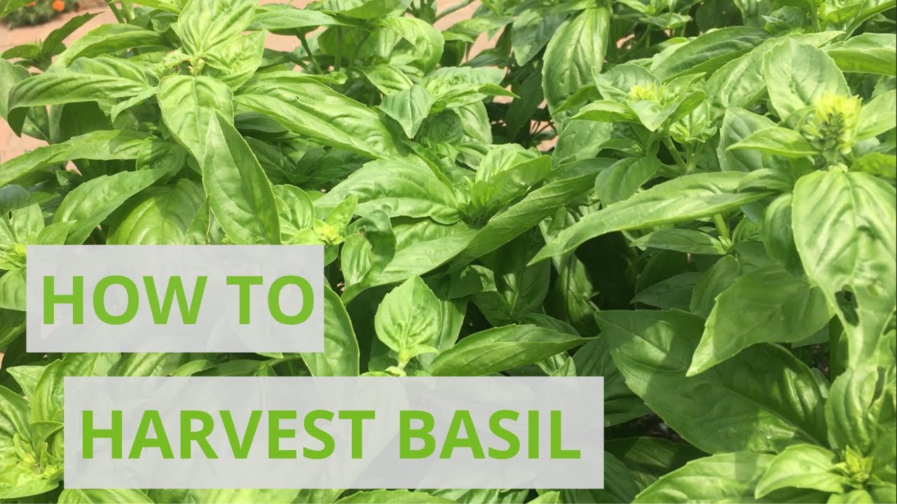 HOW TO HARVEST BASIL