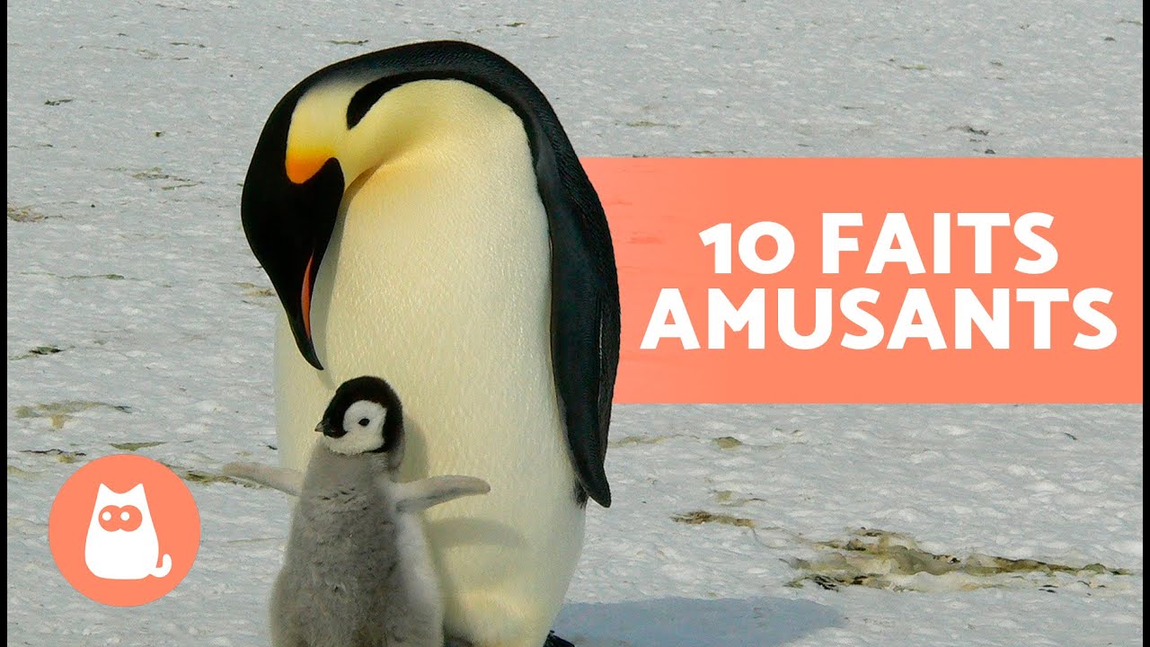 10 CURIOSITÉS sur les MANCHOTS qui vont vous surprendre 🐧