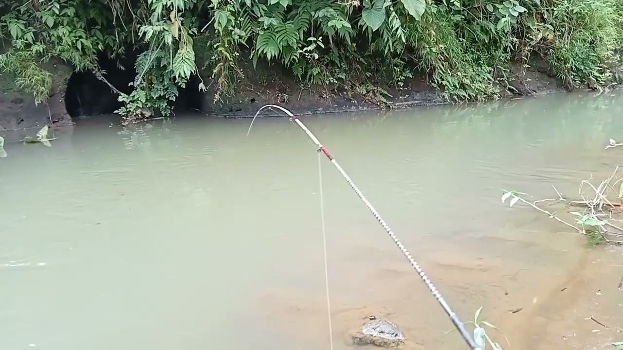 Nemu Spot Gacor Mancing Jadi Sru