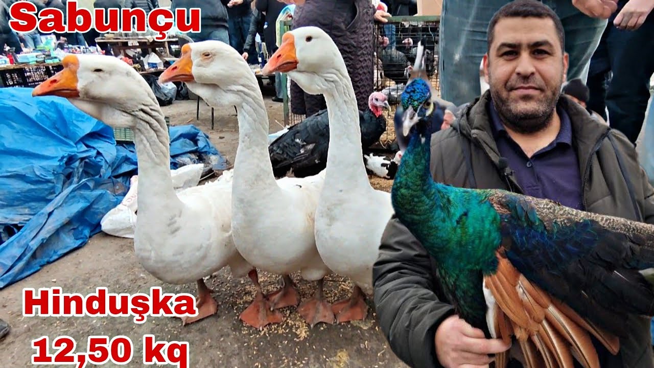 Sabunçu Toyuq Bazarı 22 dekabr 2024