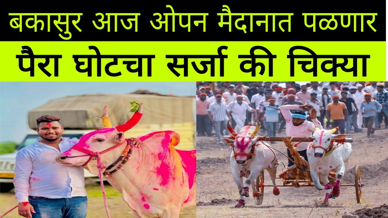 आज बकासुर गारळेवाडी ओपन मैदानात पळणार आहे पैरा कोण सर्जा की चिक्या बघा 