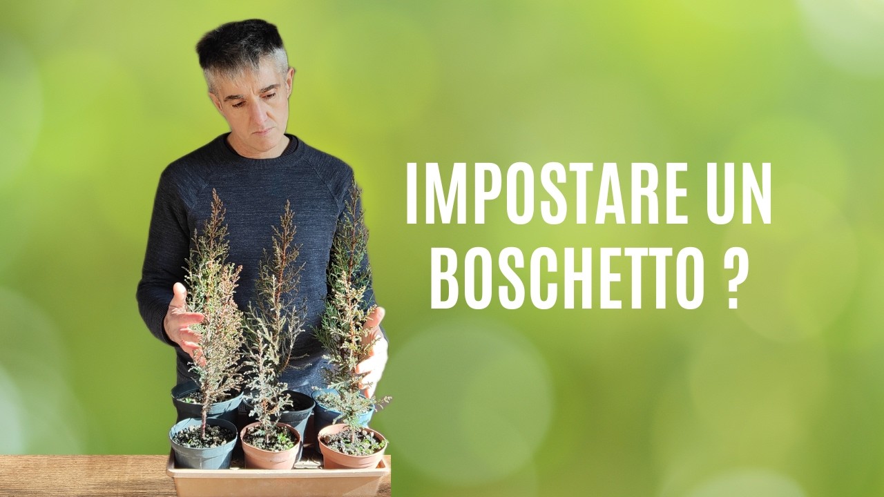 COME INIZIARE un BOSCHETTO BONSAI, regole generali e impostazione