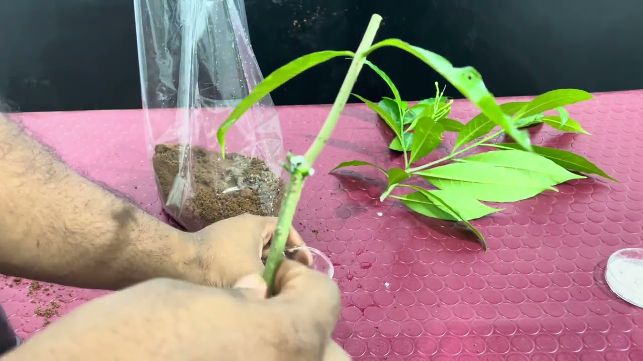 සරල සූර්ය ප්‍රචාරකයක් සැදිම