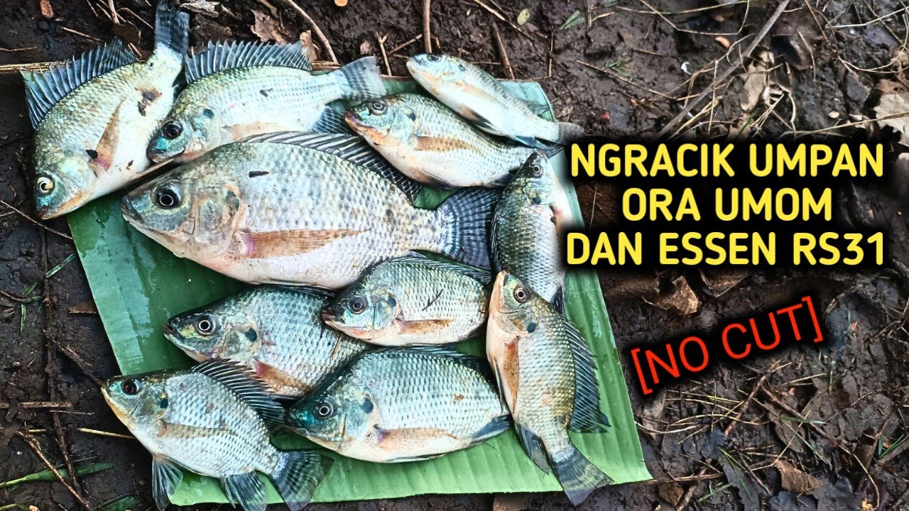 RACIKAN PELET AMPOH NILA, ESSEN B3G4L RS 31‼️
