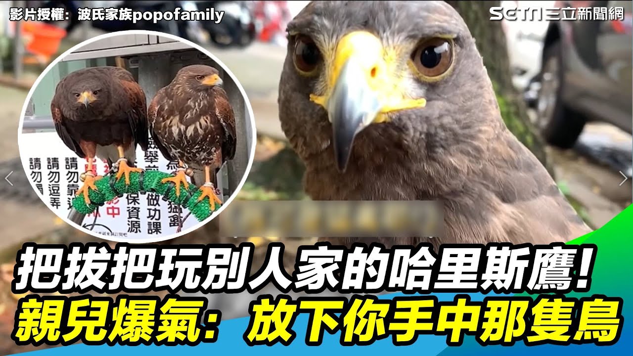 把拔把玩別人家的哈里斯鷹！親兒爆氣：放下你手中那隻鳥｜三立新聞網 SETN.com